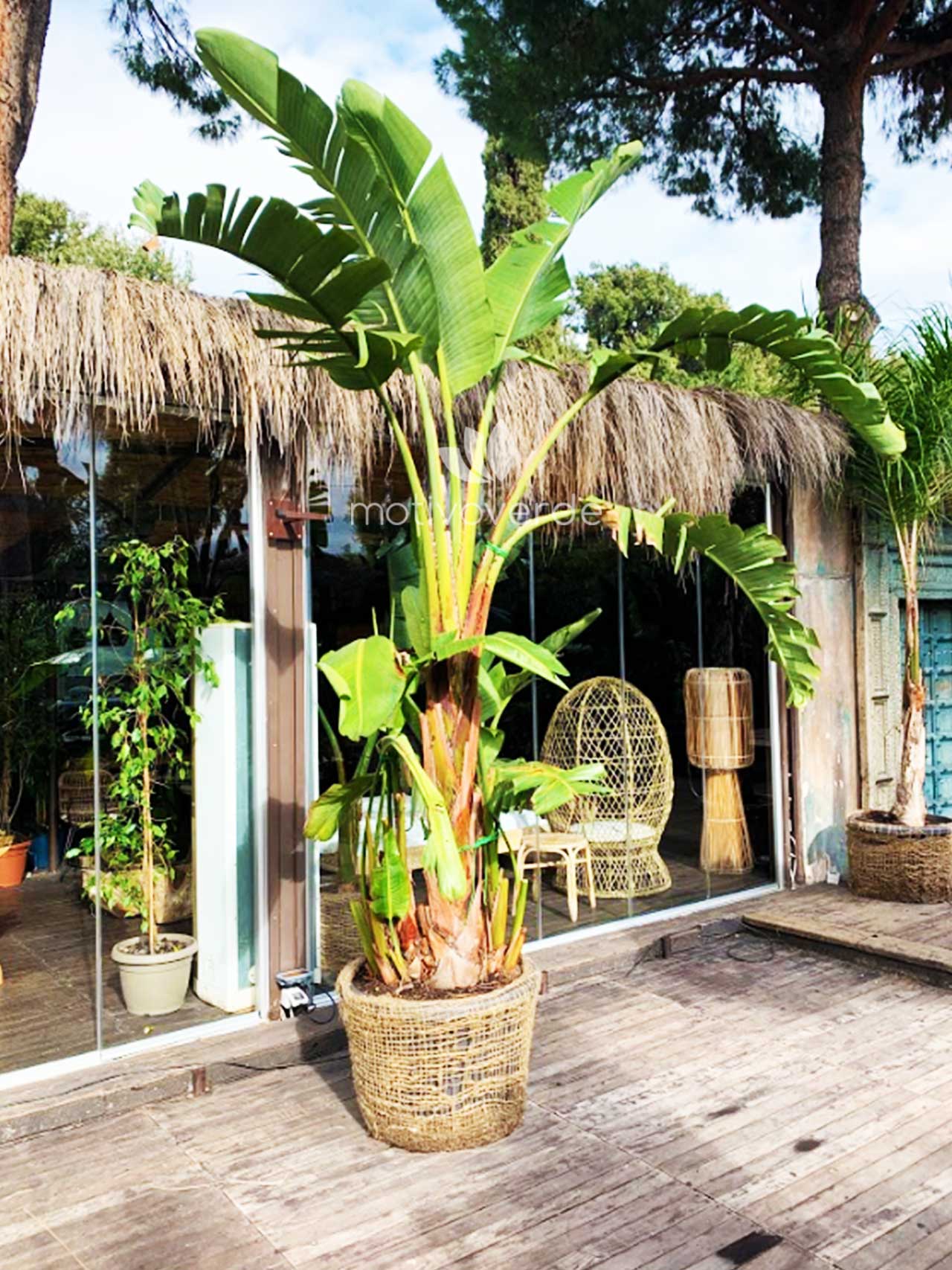 Verticale-progetti_Motivoverde_The-Sanctuary-Roma-10